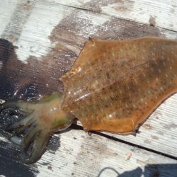 なんとか春イカ1パイ