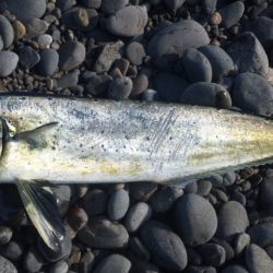 浜にてジギング