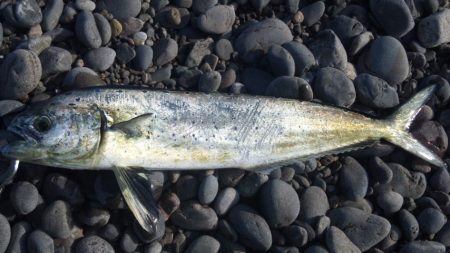 浜にてジギング