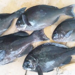 渡船にて、フカセ釣り