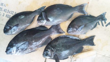 渡船にて、フカセ釣り