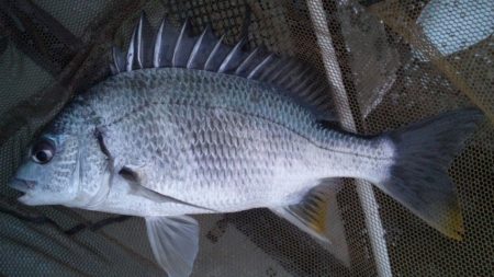 河口にてフカセ釣り