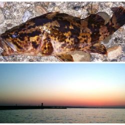 メバルはお留守でしたorz