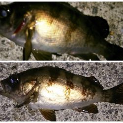 活性上がっています！