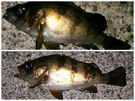 活性上がっています！