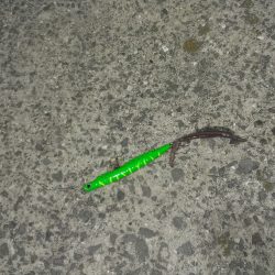 小雨降るなかシーバスに癒されました