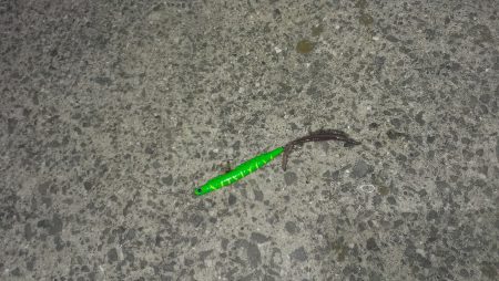 小雨降るなかシーバスに癒されました