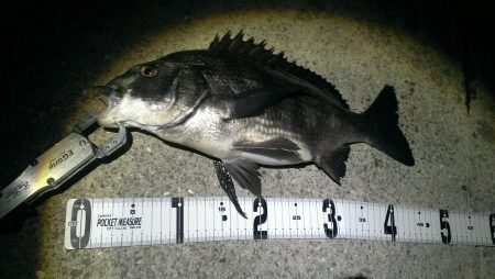 久々の複数釣果に満足♪♪