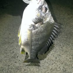 雨が降る中、何とか釣れました！