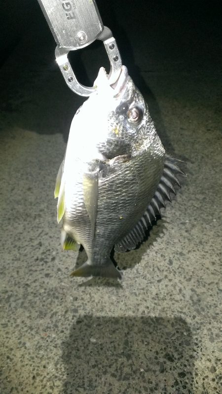 雨が降る中、何とか釣れました！