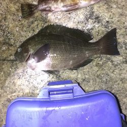 やっぱりシーズンはまだまだ？