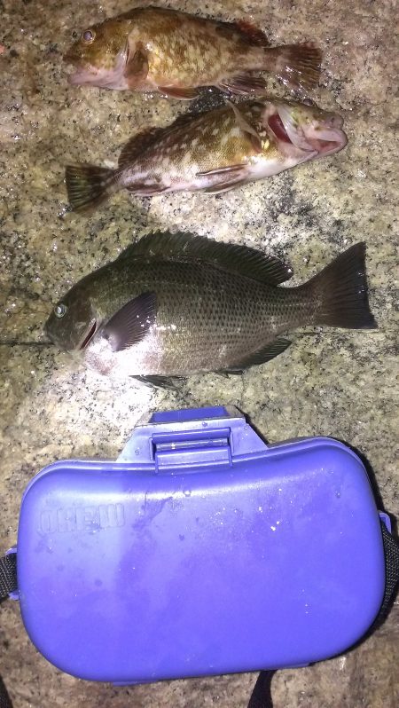 やっぱりシーズンはまだまだ？