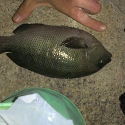 どうやらシーズンの模様