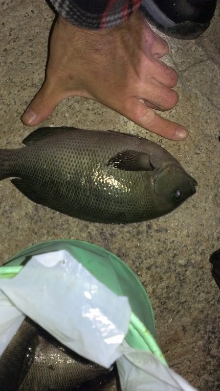 どうやらシーズンの模様