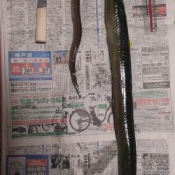 大アナゴと思いきやまさかの… ！？