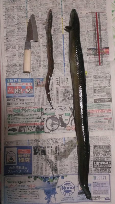 大アナゴと思いきやまさかの… ！？