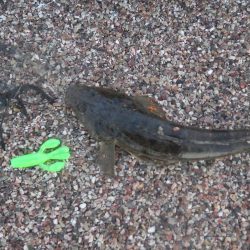 マゴチ　デイゲーム