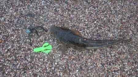 マゴチ　デイゲーム