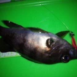 なかなかの釣果