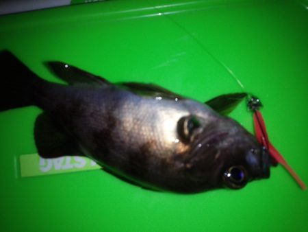 なかなかの釣果