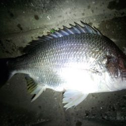 淀川チニング！