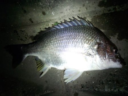 淀川チニング！