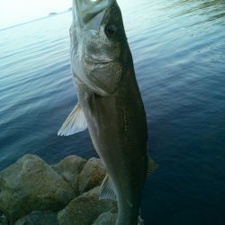 スズキ70cmオーバー