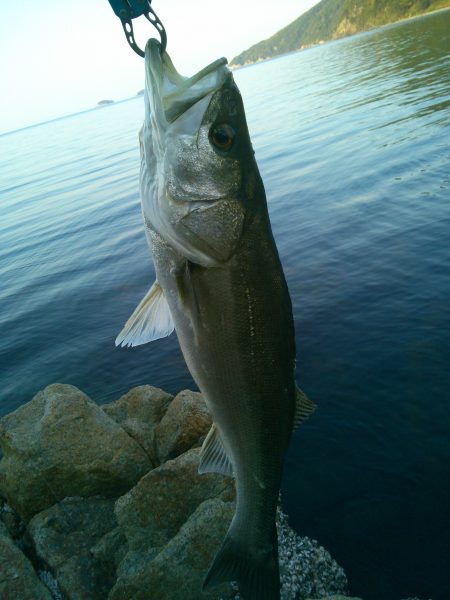 スズキ70cmオーバー