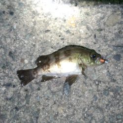 短時間メバリング！