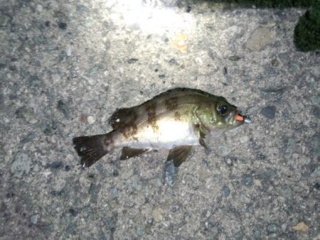 短時間メバリング！