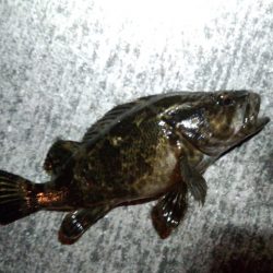 チニング…？！