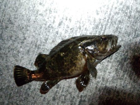 チニング…？！