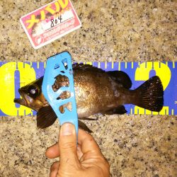 サーフメバリング♪