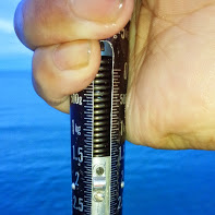 やっと春アオリ！