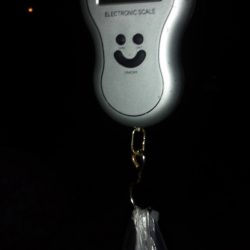 大きい春イカ求めて