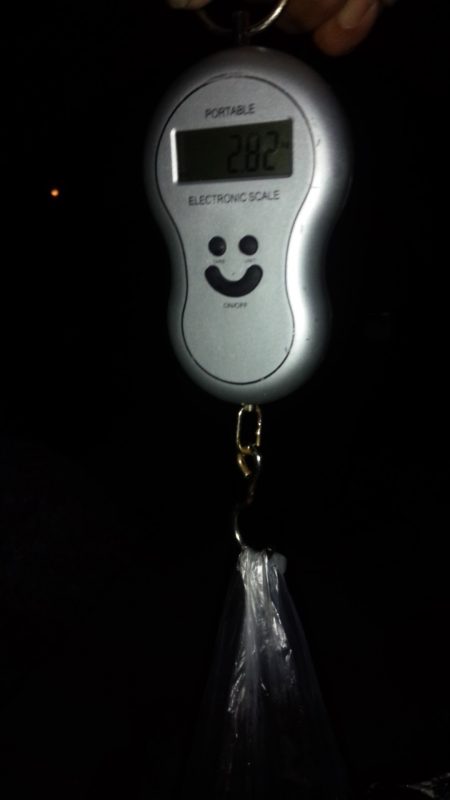 大きい春イカ求めて