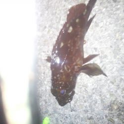 すぐにメバルが