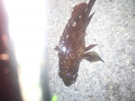 すぐにメバルが