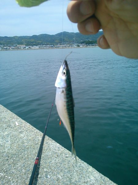 フカセ･前打ち