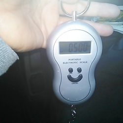 和歌山市内のアオリイカ調査！