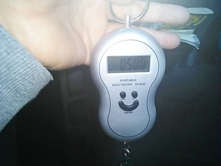 和歌山市内のアオリイカ調査！