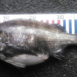 ノッコミ最盛期！？