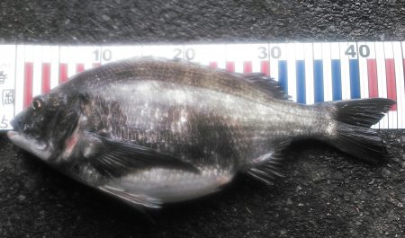 ノッコミ最盛期！？