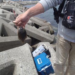 やっぱりガシラか・・・