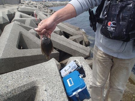 やっぱりガシラか・・・