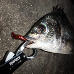 五目ボトムで岸壁ＳＬＫ！