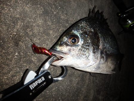 五目ボトムで岸壁ＳＬＫ！