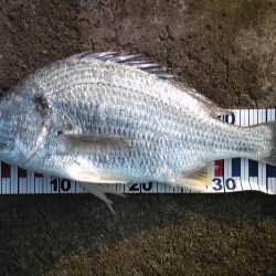 派手に竿を動かしたのは、キビレ４２㎝