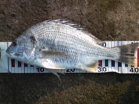 派手に竿を動かしたのは、キビレ４２㎝