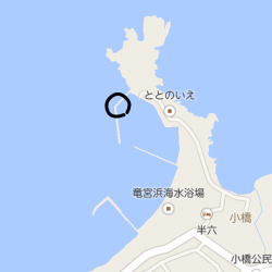 も…紋甲イカ@小橋